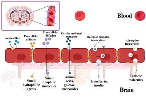 The Impact of Fermented Gamma-Aminobutyric Acid on Poultry Growth ...