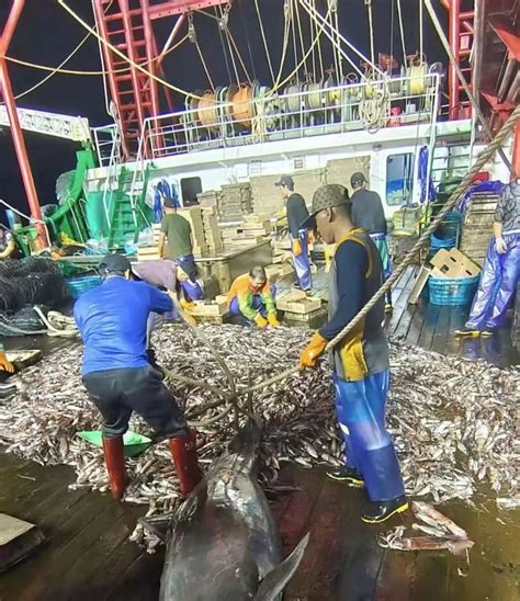 中国鱿鱼捕捞技术无人可及，年产量50万吨，堪称是“海洋金矿”_腾讯新闻