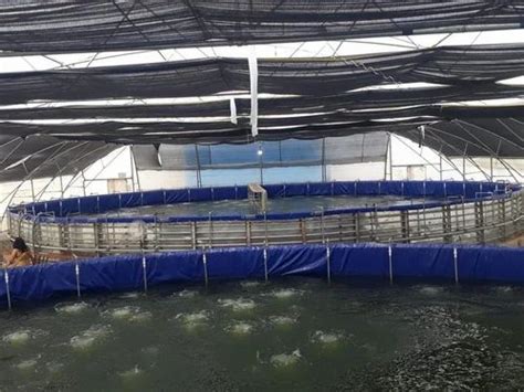 Biofloc Tank - 3 dia PVC Biofloc Fish Tank Tarpaulin Trader ...