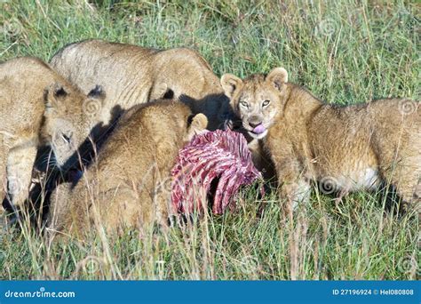 Animals That Can Eat A Lion at Eden Mandalis blog