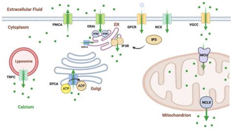 Cancers | Special Issue : Regulation, Role and Targeting of Calcium ...