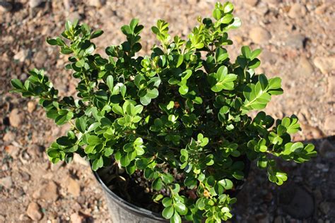 Buxus microphylla var. japonica | Creekside Nursery