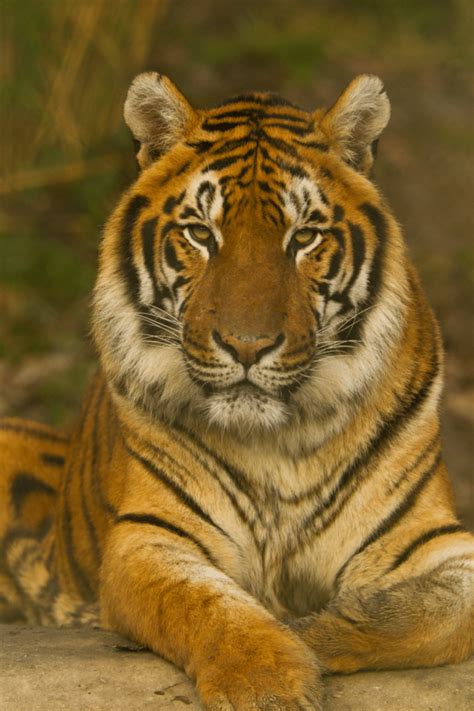 Image result for Animal Explode