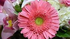 significato dei fiori gerbera significato fiori e piante scopri i fiori adatti in ogni significato dei fiori gerbera significato fiori e piante scopri i fiori adatti in ogni