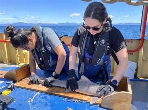 Aquatic Veterinarian | Seafood Careers Australia