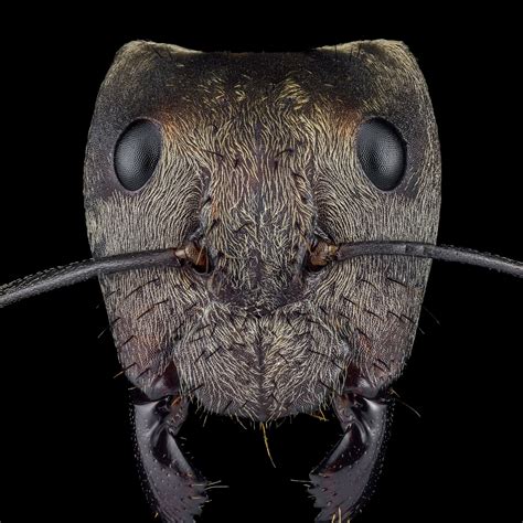 Microscopic Ants Ghost Ants: Are They Haunting Your Home?
