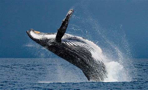 鲸鱼图片_海洋生物_生物世界_图行天下图库