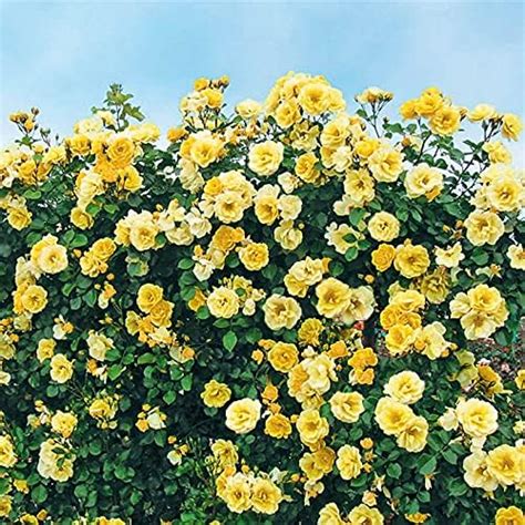 50+ Seeds- Yellow Climbing Rose Flower Seeds For Planting- Bloom Year ...