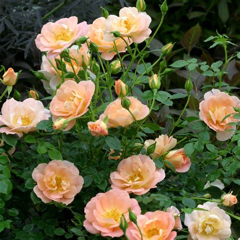 Low Maintenance Rose Bushes Low Maintenance Roses For Your Garden | TN