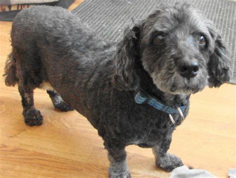 Image result for Old Cockapoo