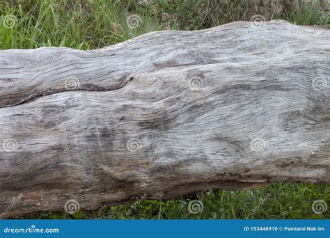 Image result for Old Fallen Tree Trunk