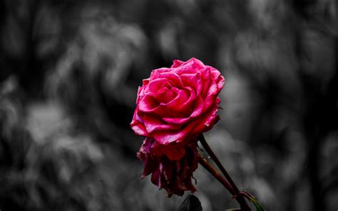Download wallpaper 3840x2400 rose, bud, petals, blur, pink 4k ultra hd ...