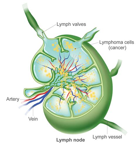 Image result for How Is Lymph Formed