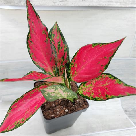 Amazon.com : Aglaonema China Red - Exotic Tropical Indoor House Plant ...