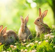 Image result for What Are Baby Rabbits Called
