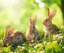 Image result for baby bunny playing