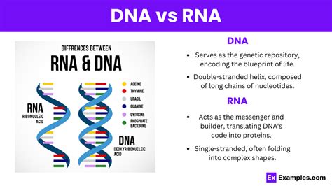 Image result for DNA Vs RNA Codons