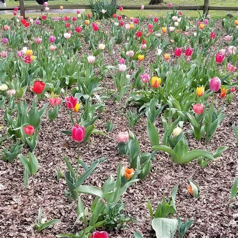 Jensen Botanical Garden - Carmichael Recreation and Park District