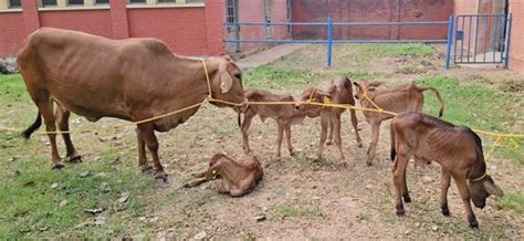 Indian Veterinary Institute Achieves Breakthrough with Sahiwal Calves ...