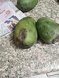 Fresh Mango Raw, 500 g : Amazon.in: Grocery & Gourmet Foods