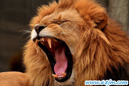 梦见狮子是什么意思有什么预兆_周公解梦
