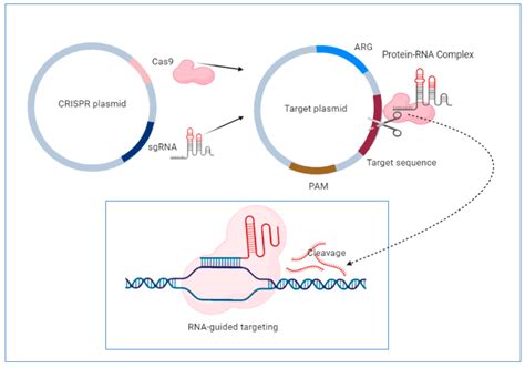 Antibiotic Resistance Profiles, Molecular Mechanisms and Innovative ...