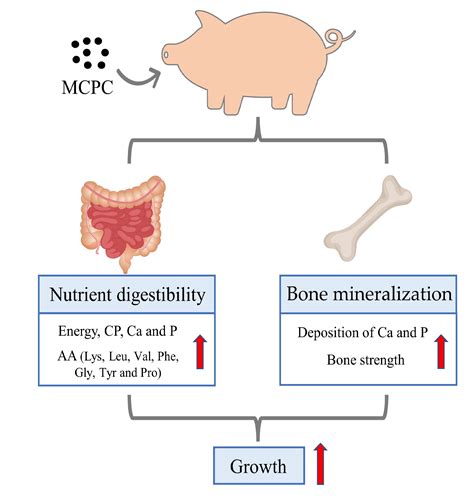 Supplementation of a Multi-Carbohydrase and Phytase Complex in Diets Regardless of Nutritional ...