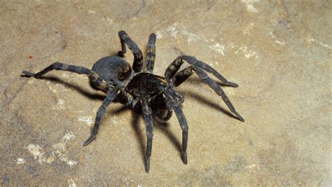 Black Wolf Spider