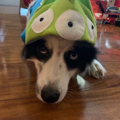 Image result for Alien Dog Costume