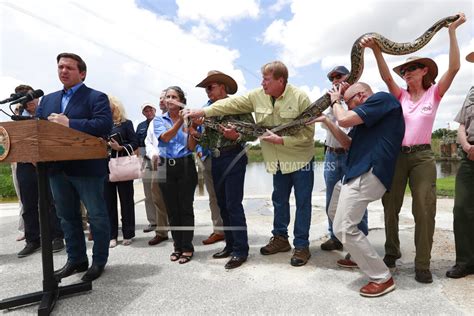 Florida doubles efforts to hunt invasive pythons | KONK Life