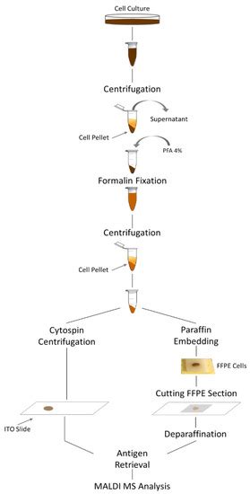 Cancers | Special Issue : Advances in Mass Spectrometry Imaging-Based ...
