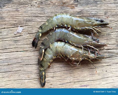 The Vietnamese Black Tiger Shrimp, Penaeus Monodon Stock Image - Image ...