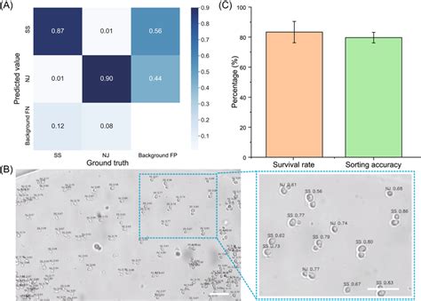 Image result for Cell Sorting Computational Model