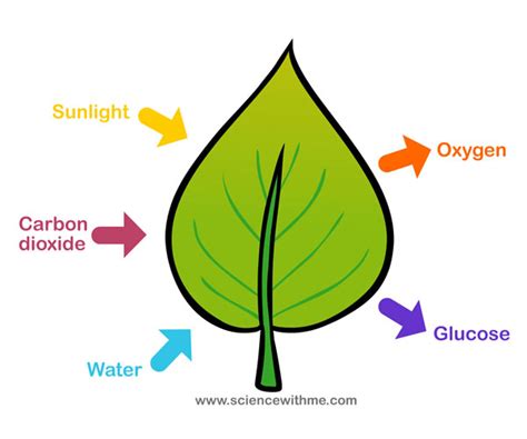Plant 的图像结果
