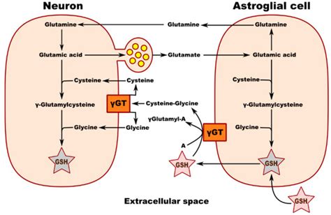 Glutathione in Brain Disorders and Aging