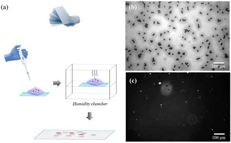 Compact Linear Flow Phantom Model for Retinal Blood-Flow Evaluation