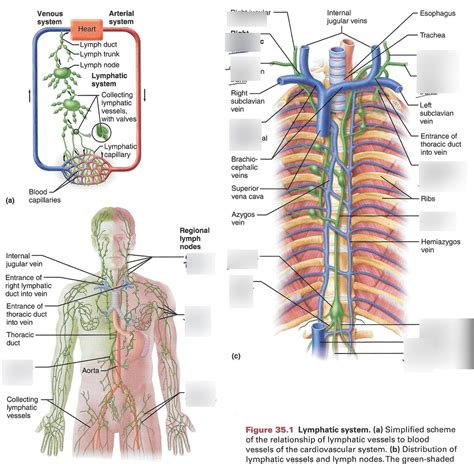 Image result for Lymph Trunk Function