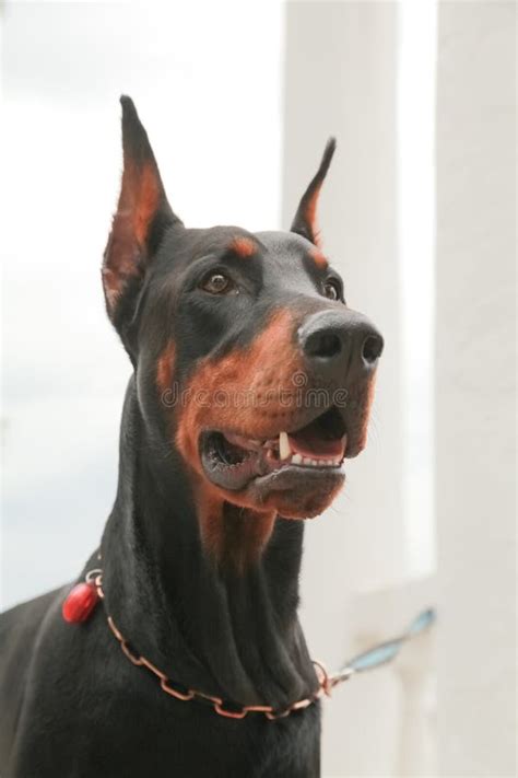 Doberman Scary 的图像结果