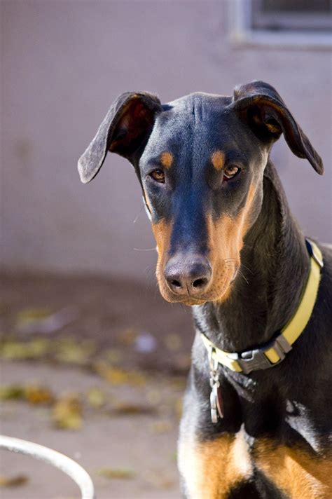 Beautiful Doberman Pinscher