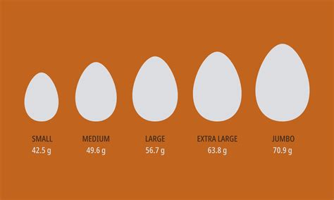 Eggs size infographic. Breakfast protein meal. Chicken eggs with name ...