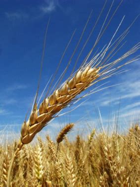 澳大利亚大麦种植业-澳洲农业产业-澳大利亚绿洲农商澳大利亚的农场地产买卖专家