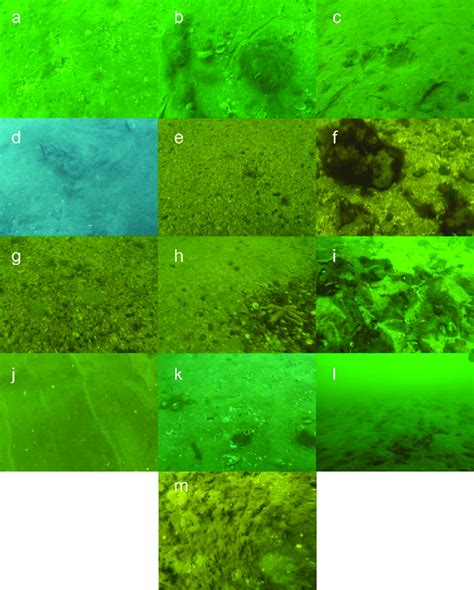 Image result for Microhabitat Examples