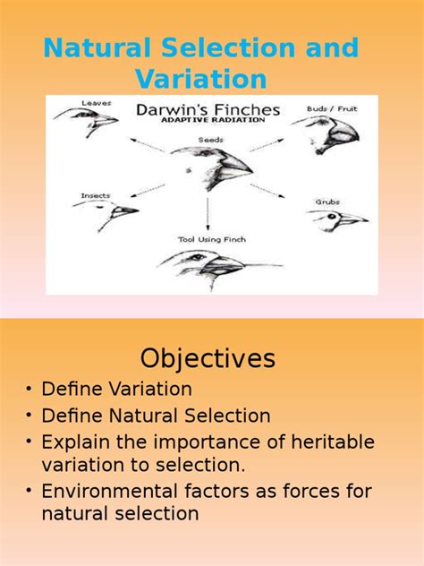 Image result for Variation Natural Selection