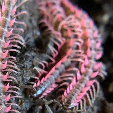 8 Exotic Insect & Bug Pets (Perfect for Terrariums)