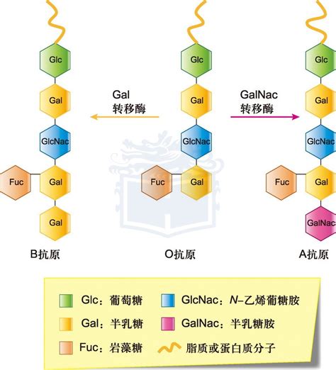 孟买血型你听过吗？世界上最稀有的血型，概率是十几万分之一,科学,科普,好看视频