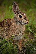 Image result for Baby Cottontail Rabbits Nest