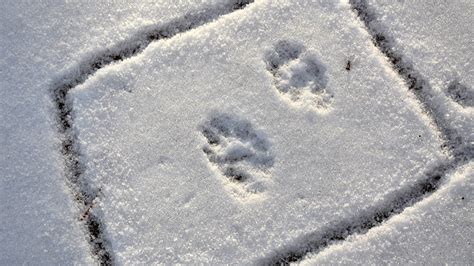Almanac: fisher tracks