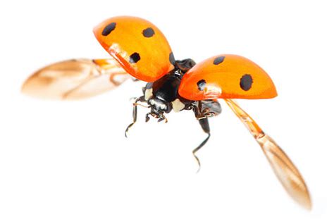 Image result for Ladybug Flying