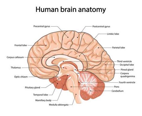 Image result for Brain Network Python