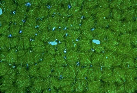 Carpet Beetle Life Cycle: Identify & Stop Infestations